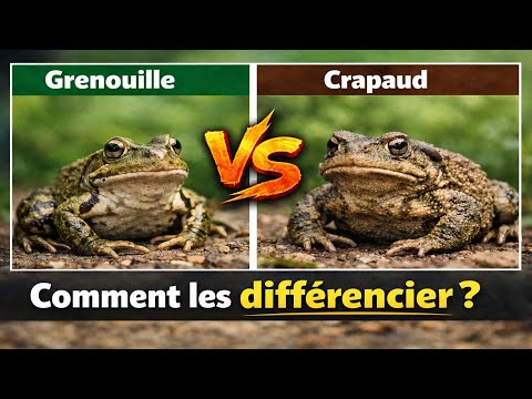 Grenouille vs crapaud : Les 10 signes pour ne plus jamais les confondre #grenouille #crapaud