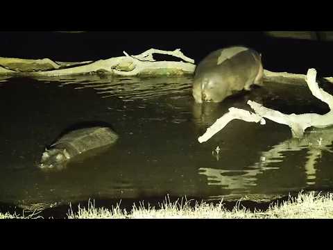 Djuma: Hippo pair leaves the pan - 05:35 - 07/31/19