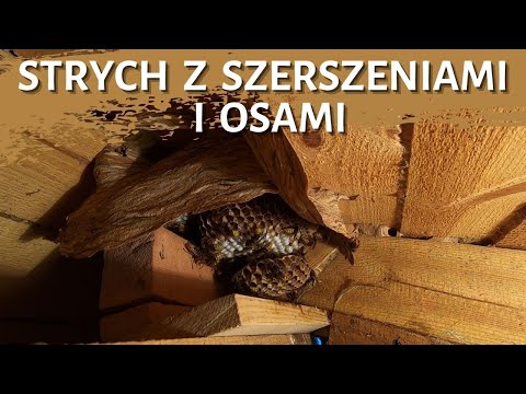 Strych z szerszeniami i osami - usuwanie gniazda - likwidacja gniazda -gniazdo szerszeni -szerszenie