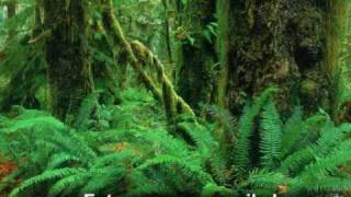 Entspannungsmusik Natur Naturgeräusche