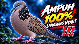 Download lagu Suara Burung Tekukur Gacor Untuk Pikat Paling Dicari, Ampuh Memanggil Lawan Cepat Bunyi mp3