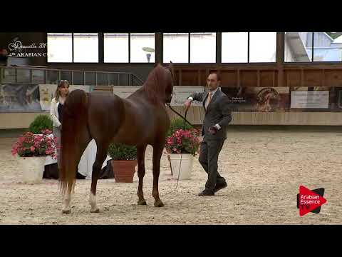 N.78 VANGELIS MI - Deauville 2017 - Stallions 4-6 years old (Class 9)