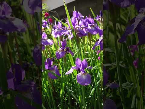 園芸 スパニッシュアイリス、淡黄色のアフリカンアイリス、ピーコックアイリス