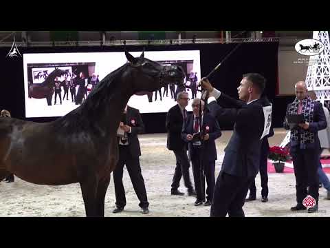 N 59 PUSTYNIA KAHILA   World Arabian Horse Championship 2022   PARIS   Senior Mares Section B Class