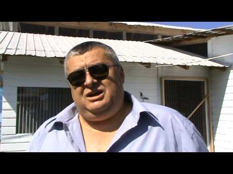 Columbodrom Honest Race Targoviste interviu columbofil dl Mihai Radulescu UCPR 1 sept 2013