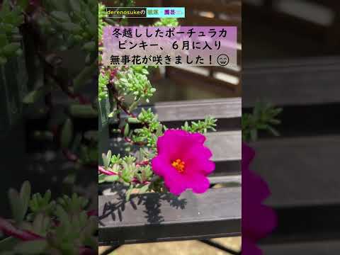 園芸 スベリヒユ