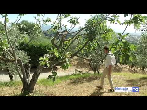 2017-07-02 PRATO - COMUNE REVOCA ALLOGGI AI ROM FINTI POVERI