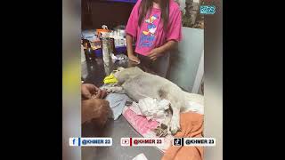 អ៊ុស្រីចិត្តធម៌តស៌ូលាងចានអោយគេយកប្រាក់ចិញ្ចឹមឆ្កែពិកាអស់រយះពេល៣ឆ្នាំ