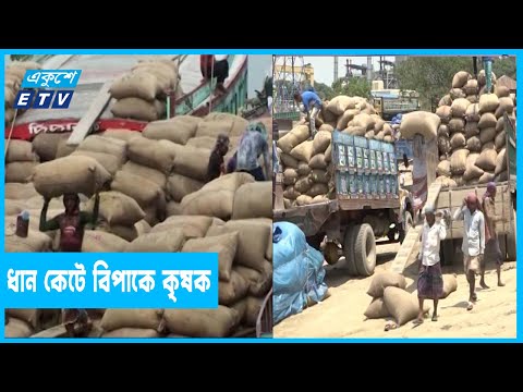 হাওরের বোরো ধান কেটে বিপাকে কৃষক