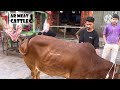 Live Cow Cutting Skills In Karachi Pakistan Beef Shop Beef Cutting Skills