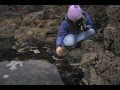 Exploring Oregon's Coastal Tidepools
