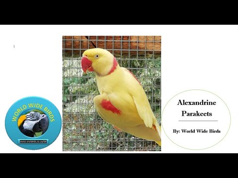 Alexandrine Parakeet: History, Care, Breeding & Mutations | Deep-Dive Discussion
