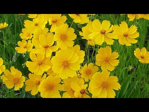 Amazing Colors of Spring Flowers and Fall Leaves - 4K Nature Relax Video with Nature Sounds