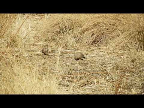 Palomita Moteada (Metriopelia ceciliae) - Yavi - JUJUY 2/9/2025