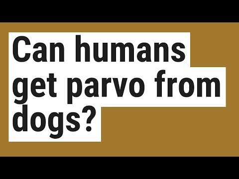 Can humans get parvo from dogs?