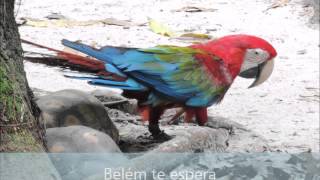 CONGRESSO MÉDICO-AMAZÔNICO 2016 - Vem pra cá!