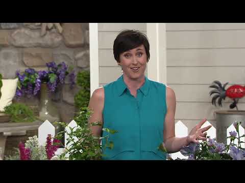 Cottage Farms Blue Hawaii Rose of Sharon on QVC