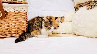 マンチカンの動画02