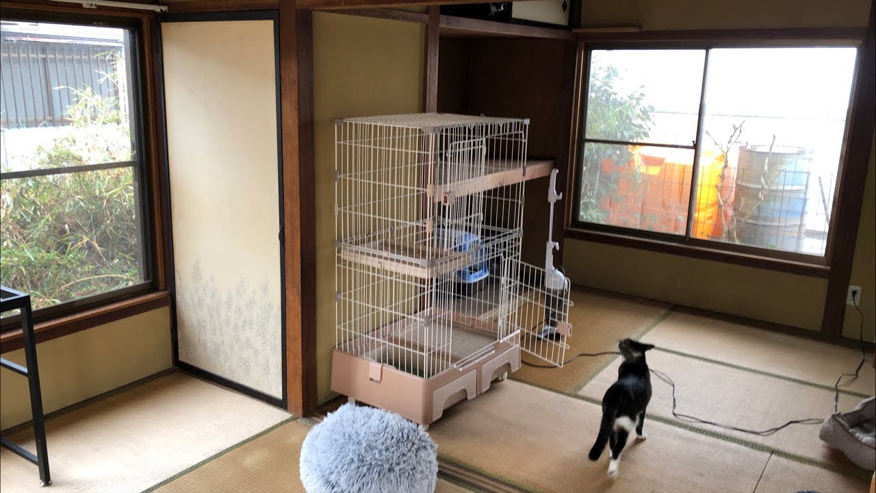 ①ねこ部屋構築ライブ（病み上がりなので黙々作業すると思います）