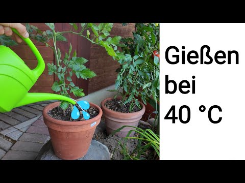 Pflanzen in Töpfen & Hochbeet bei Hitze richtig gießen! Alles Wichtige ohne Firlefanz.