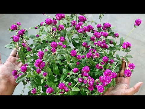 Growing Gomphrena from SEED & TRICKS for MAXIMUM Flowers