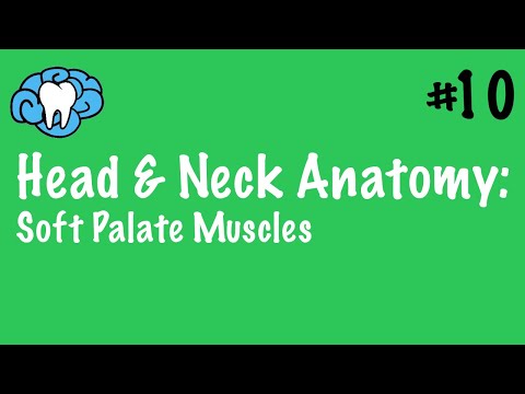 Head & Neck Anatomy | Soft Palate Muscles | INBDE