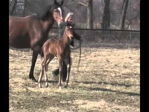 Depeche Mode - Stutfohlen von März 2013 aus einer StPrSt v. Fürst Piccolo zu verkaufen - for sale