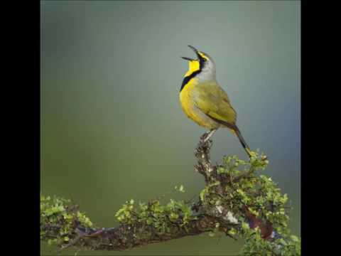 Neža Drobnič Bogataj - Spet vem zase / V spomin alpinistu Tomažu Humarju