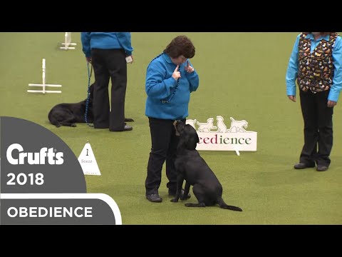 Obreedience - Lively Labs | Crufts 2018
