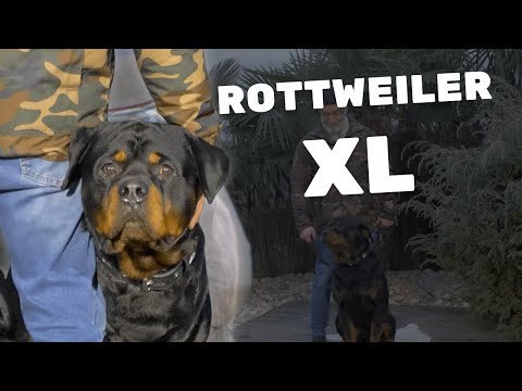 Evil or misunderstood Rottweiler XL? The ending is heartbreaking!