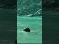 Uncensored Vicky Kaushal Vickykaushal Uncensored Instagram Bollywood Shorts