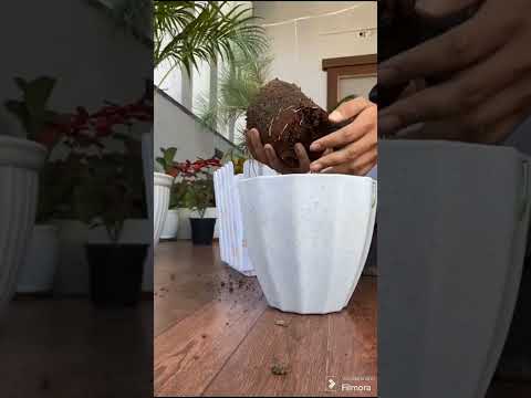 Grow pine tree in a pot/ pine plant Repotting tips/ Care pine tree / Aquaticplanter./