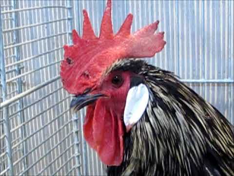 Krüper schwarz-weiß gedoppelt, Landesgeflügelschau Ulm 2017