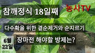 참깨재배-다수확을 위한 곁순제거와 순지르기와 장마전에 해야할 방제[농사TV]