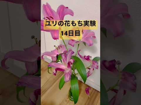青いヤシのユリ 植物