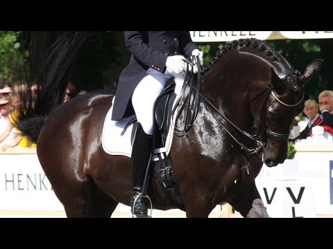 Race du Danemark - Le Danois Sang Chaud, un cheval au physique et au caractère atypique