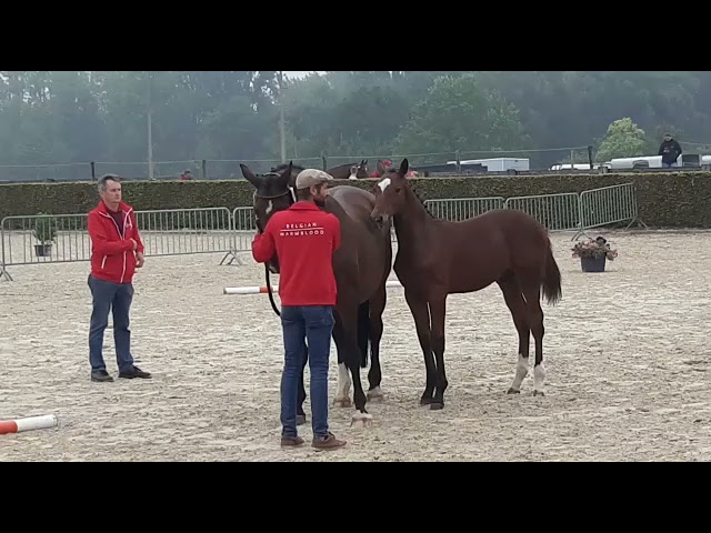 Vazal van 't Fort - National Championship Elite Foals