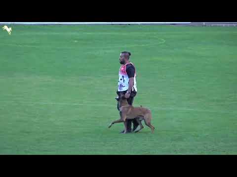 fci igp world championship 2022 c fred vom weibrusslandkirschental