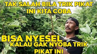 Download lagu DENGAN TRIK PIKAT SEPERTI INI, BURUNG MANA YANG GAK MAU TURUN mp3