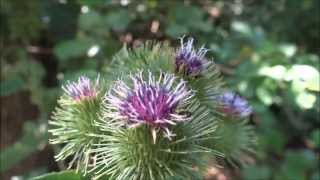 preview picture of video 'Greater burdock (Arctium lappa) - 2013-07-22'