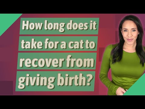 How long does it take for a cat to recover from giving birth?