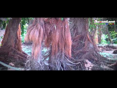 The Island of the Sun's Pacuiul