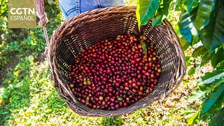 El turismo cafetero florece en el suroeste de China