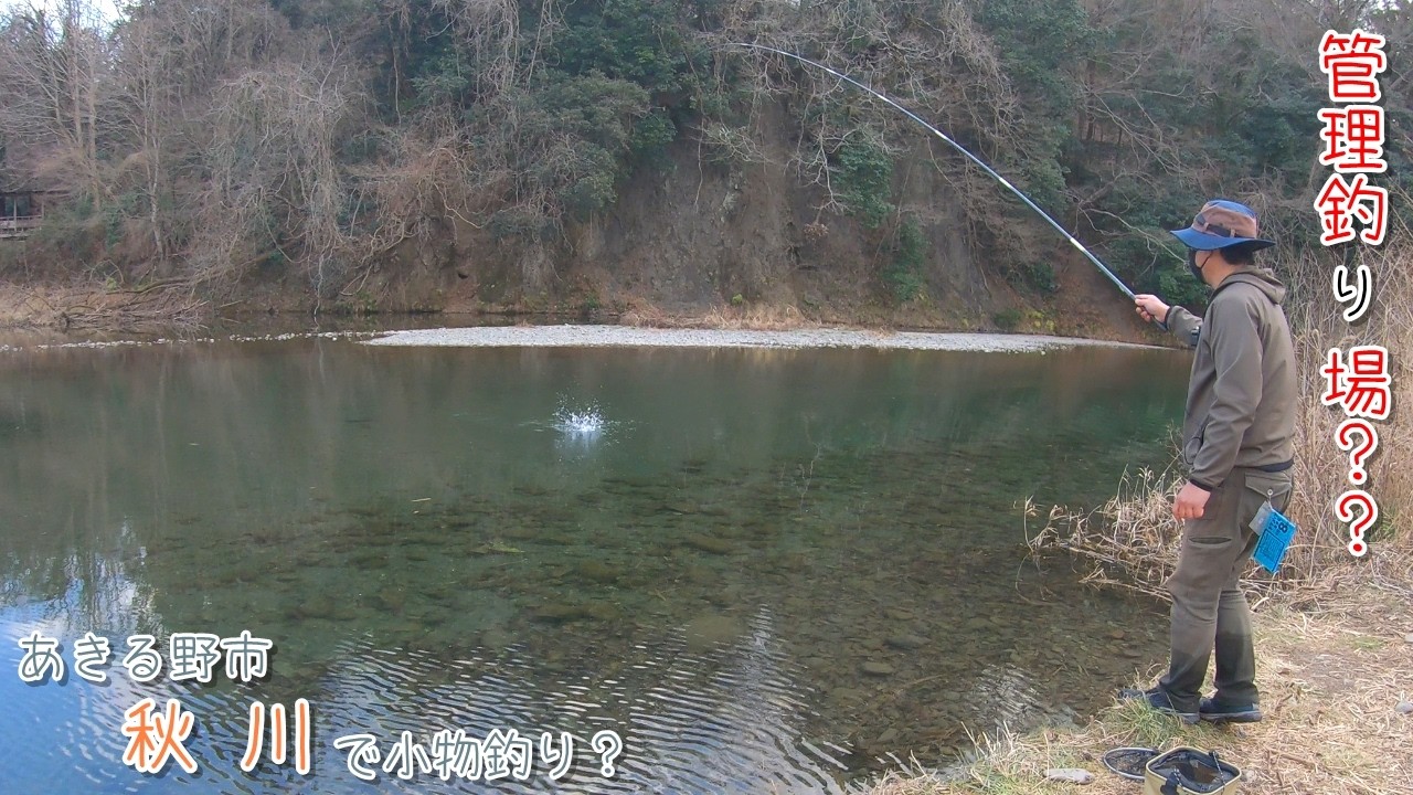 まるで釣り堀？ 管理釣り場みたに釣れる！釣れる！  条件揃ったら凄かったです！あきる野市 秋川で小物釣り？