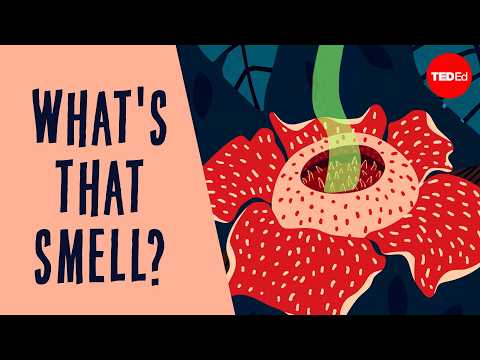 The corpse flower may keep you up at night - Daniel Nickrent