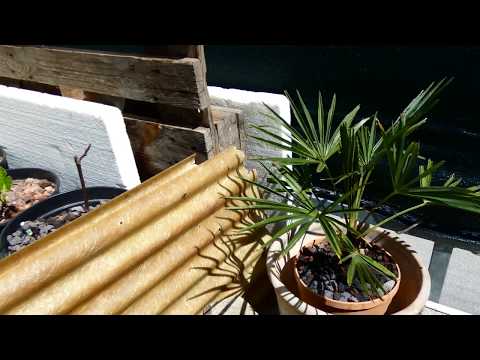 Spaziergang auf der Terrasse. Digital Travel, Virtueller Rundgang durch die Feigen Plantage