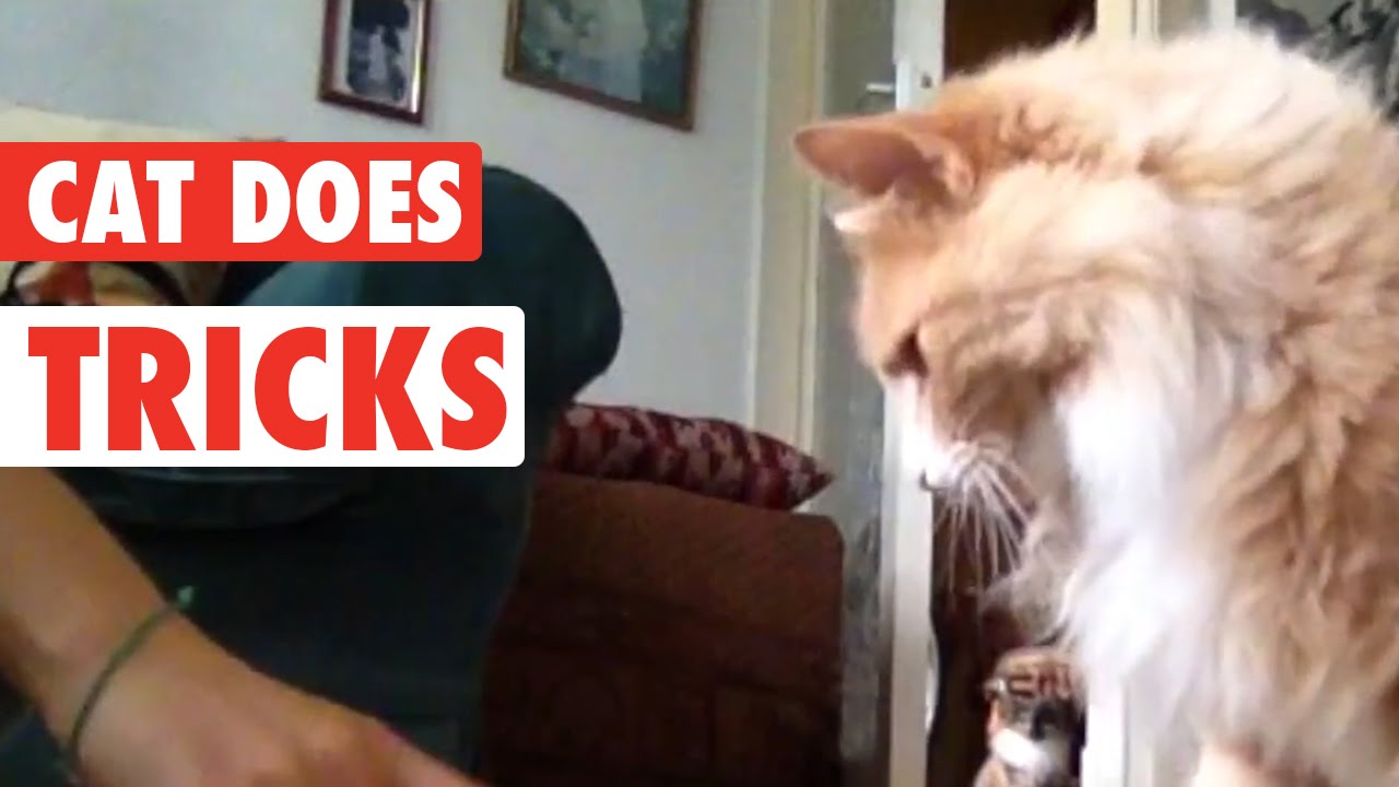 Cool Cat Does Cool Tricks