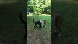 Video preview image #1 Labrador Retriever-Unknown Mix Puppy For Sale in Wakefield, RI, USA