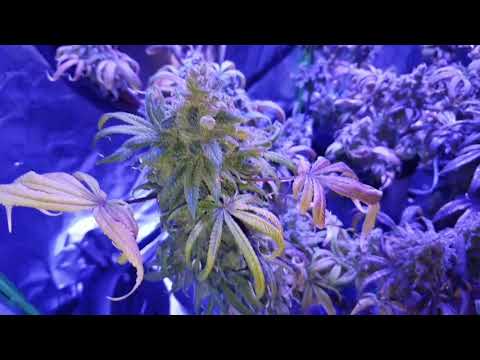 HARVEST DAY Blue Dream 76th day of Flower