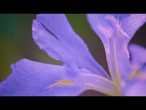 The A's - Swing and Turn Jubilee (Official Visualizer)